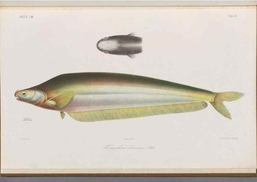 Reproducción/Reproduction 48908890772: Atlas ichthyologique des Indes orientales néêrlandaises :. Amsterdam :Frédéric Muller, editeur,1862-1878. 