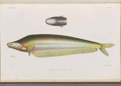 Reproducción/Reproduction 48908890772: Atlas ichthyologique des Indes orientales néêrlandaises :. Amsterdam :Frédéric Muller, editeur,1862-1878. 
