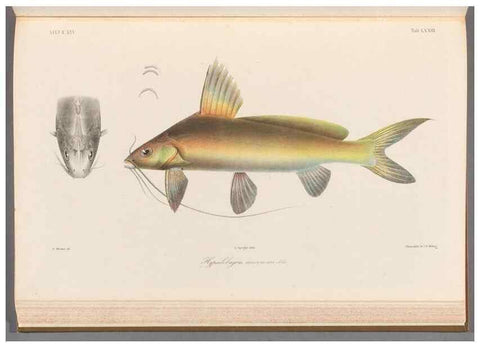Reproducción/Reproduction 48908882392: Atlas ichthyologique des Indes orientales néêrlandaises :. Amsterdam :Frédéric Muller, editeur,1862-1878. 