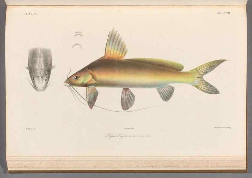 Reproducción/Reproduction 48908882392: Atlas ichthyologique des Indes orientales néêrlandaises :. Amsterdam :Frédéric Muller, editeur,1862-1878. 