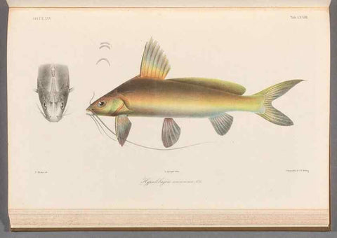 Reproducción/Reproduction 48908882392: Atlas ichthyologique des Indes orientales néêrlandaises :. Amsterdam :Frédéric Muller, editeur,1862-1878. 