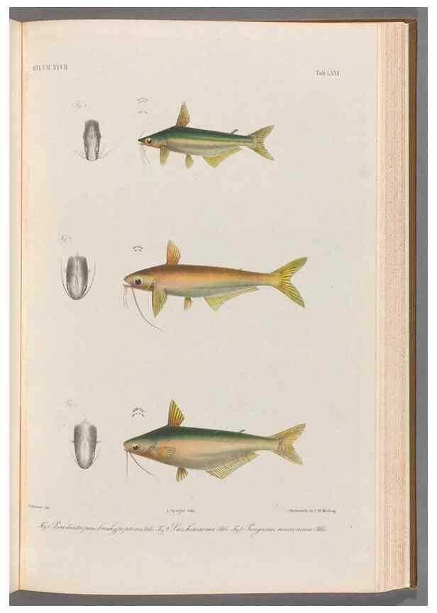 Reproducción/Reproduction 48908677351: Atlas ichthyologique des Indes orientales néêrlandaises :. Amsterdam :Frédéric Muller, editeur,1862-1878. 