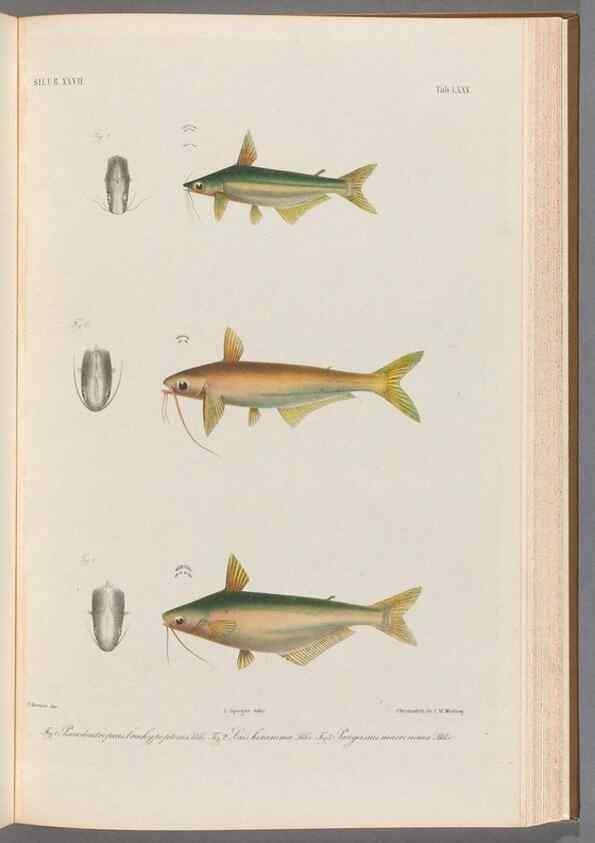 Reproducción/Reproduction 48908677351: Atlas ichthyologique des Indes orientales néêrlandaises :. Amsterdam :Frédéric Muller, editeur,1862-1878. 