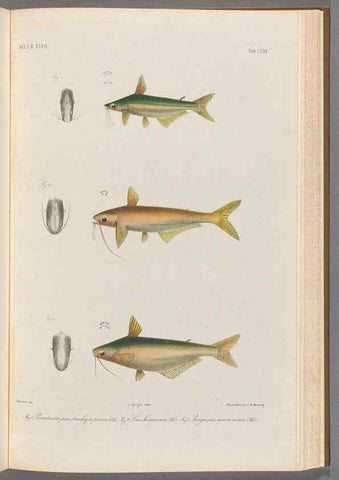 Reproducción/Reproduction 48908677351: Atlas ichthyologique des Indes orientales néêrlandaises :. Amsterdam :Frédéric Muller, editeur,1862-1878. 