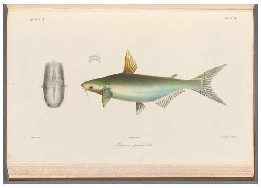 Reproducción/Reproduction 48908883537: Atlas ichthyologique des Indes orientales néêrlandaises :. Amsterdam :Frédéric Muller, editeur,1862-1878. 