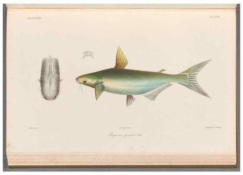 Reproducción/Reproduction 48908883537: Atlas ichthyologique des Indes orientales néêrlandaises :. Amsterdam :Frédéric Muller, editeur,1862-1878. 