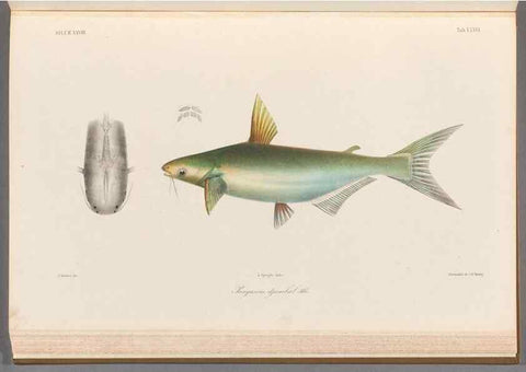 Reproducción/Reproduction 48908883537: Atlas ichthyologique des Indes orientales néêrlandaises :. Amsterdam :Frédéric Muller, editeur,1862-1878. 