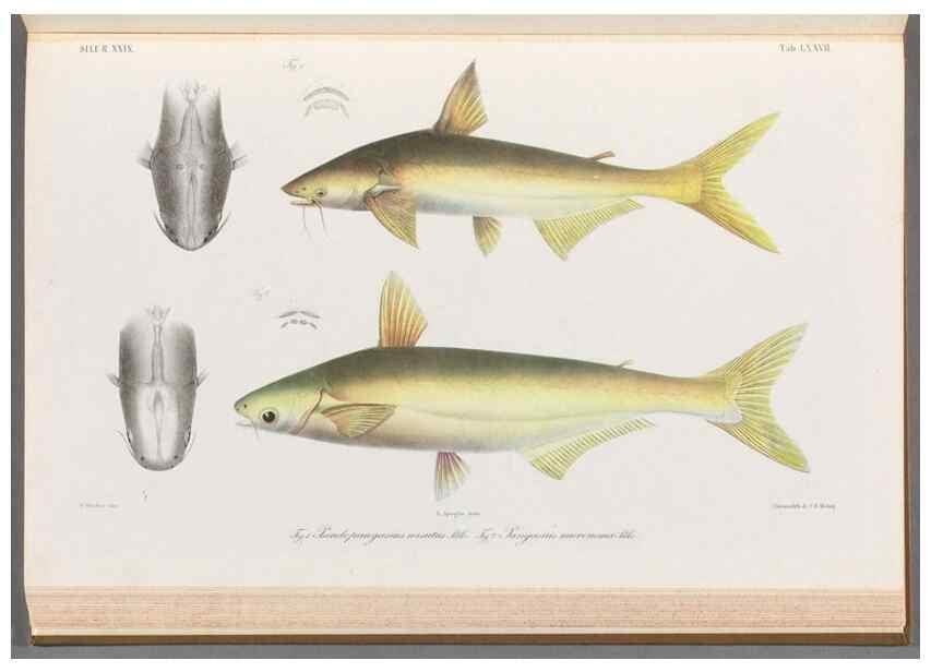 Reproducción/Reproduction 48908147493: Atlas ichthyologique des Indes orientales néêrlandaises :. Amsterdam :Frédéric Muller, editeur,1862-1878. 
