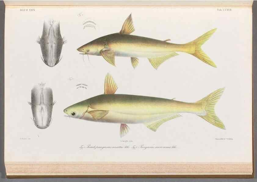 Reproducción/Reproduction 48908147493: Atlas ichthyologique des Indes orientales néêrlandaises :. Amsterdam :Frédéric Muller, editeur,1862-1878. 
