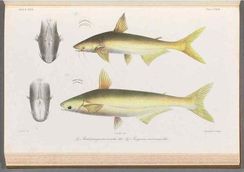 Reproducción/Reproduction 48908147493: Atlas ichthyologique des Indes orientales néêrlandaises :. Amsterdam :Frédéric Muller, editeur,1862-1878. 