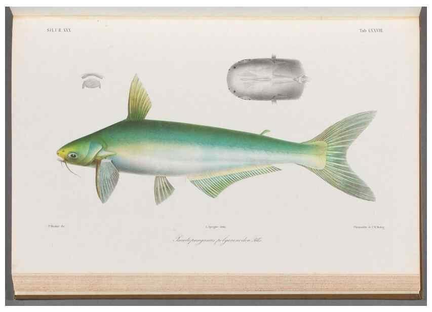 Reproducción/Reproduction 48908884132: Atlas ichthyologique des Indes orientales néêrlandaises :. Amsterdam :Frédéric Muller, editeur,1862-1878. 
