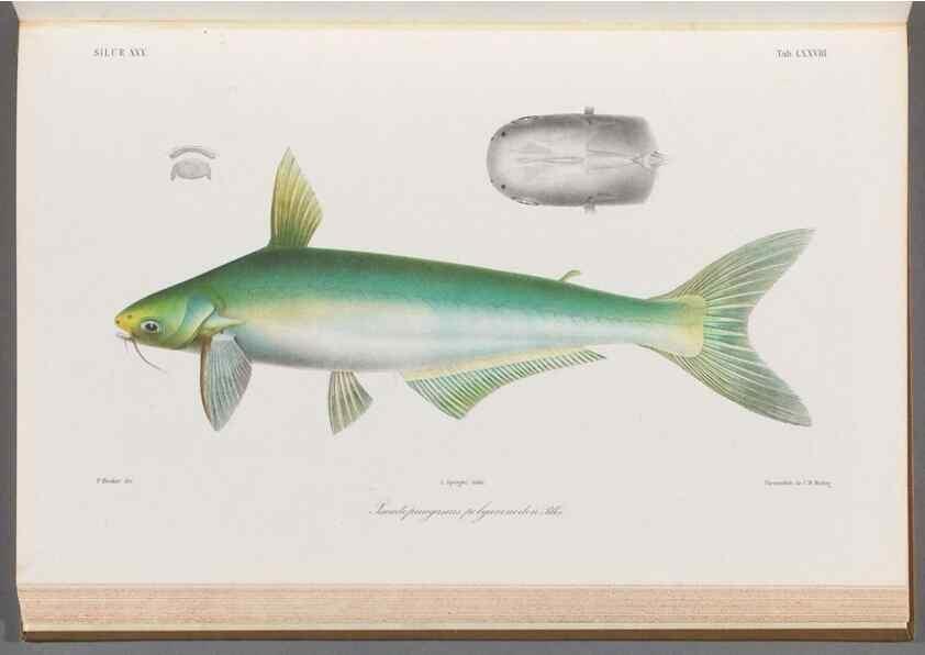 Reproducción/Reproduction 48908884132: Atlas ichthyologique des Indes orientales néêrlandaises :. Amsterdam :Frédéric Muller, editeur,1862-1878. 