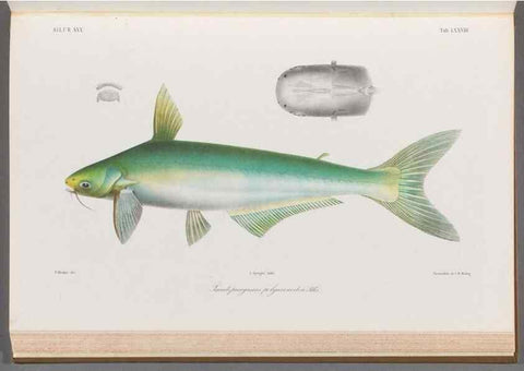 Reproducción/Reproduction 48908884132: Atlas ichthyologique des Indes orientales néêrlandaises :. Amsterdam :Frédéric Muller, editeur,1862-1878. 