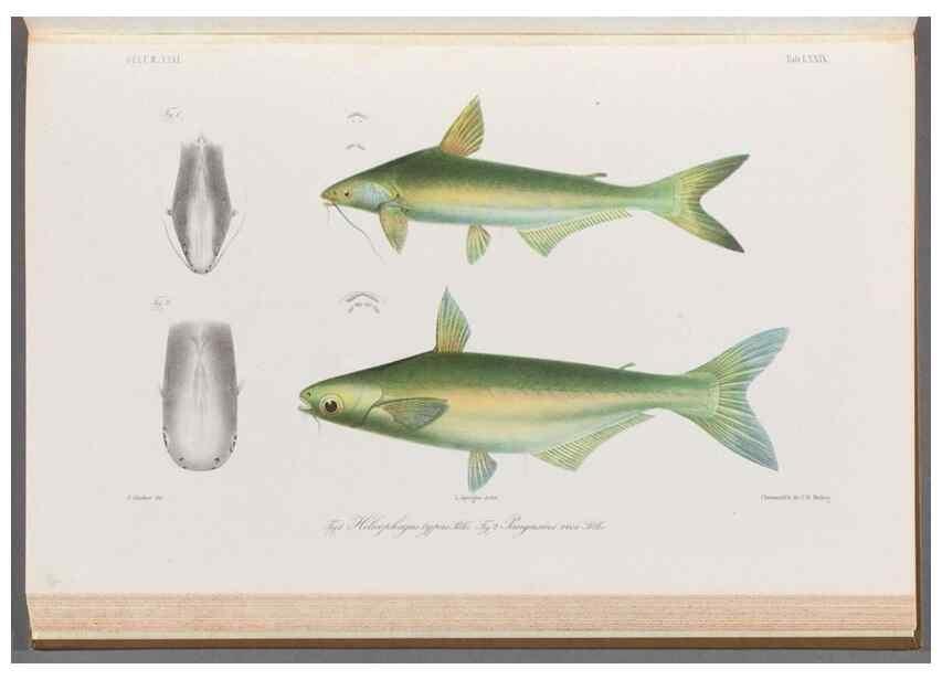 Reproducción/Reproduction 48908148168: Atlas ichthyologique des Indes orientales néêrlandaises :. Amsterdam :Frédéric Muller, editeur,1862-1878. 