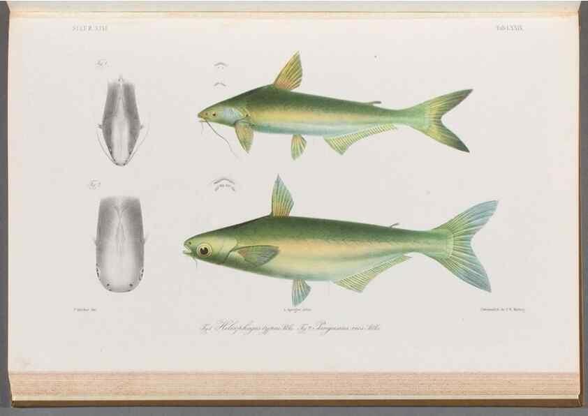 Reproducción/Reproduction 48908148168: Atlas ichthyologique des Indes orientales néêrlandaises :. Amsterdam :Frédéric Muller, editeur,1862-1878. 