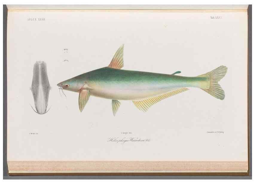 Reproducción/Reproduction 48908678791: Atlas ichthyologique des Indes orientales néêrlandaises :. Amsterdam :Frédéric Muller, editeur,1862-1878. 