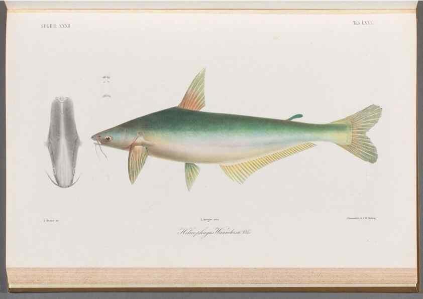 Reproducción/Reproduction 48908678791: Atlas ichthyologique des Indes orientales néêrlandaises :. Amsterdam :Frédéric Muller, editeur,1862-1878. 