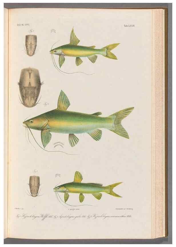 Reproducción/Reproduction 48908676886: Atlas ichthyologique des Indes orientales néêrlandaises :. Amsterdam :Frédéric Muller, editeur,1862-1878. 