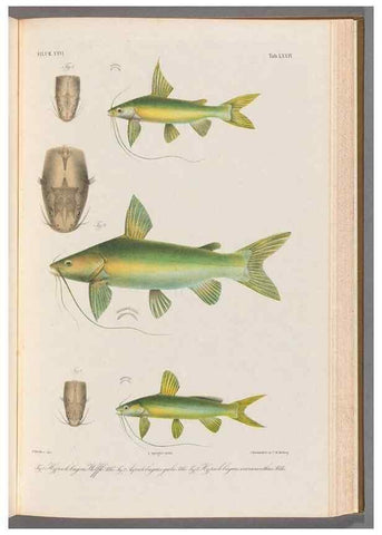 Reproducción/Reproduction 48908676886: Atlas ichthyologique des Indes orientales néêrlandaises :. Amsterdam :Frédéric Muller, editeur,1862-1878. 