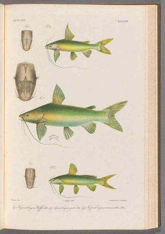 Reproducción/Reproduction 48908676886: Atlas ichthyologique des Indes orientales néêrlandaises :. Amsterdam :Frédéric Muller, editeur,1862-1878. 