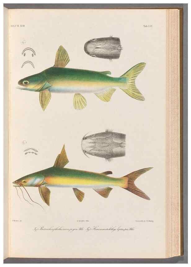 Reproducción/Reproduction 48908674016: Atlas ichthyologique des Indes orientales néêrlandaises :. Amsterdam :Frédéric Muller, editeur,1862-1878. 