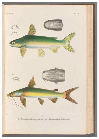 Reproducción/Reproduction 48908674016: Atlas ichthyologique des Indes orientales néêrlandaises :. Amsterdam :Frédéric Muller, editeur,1862-1878. 