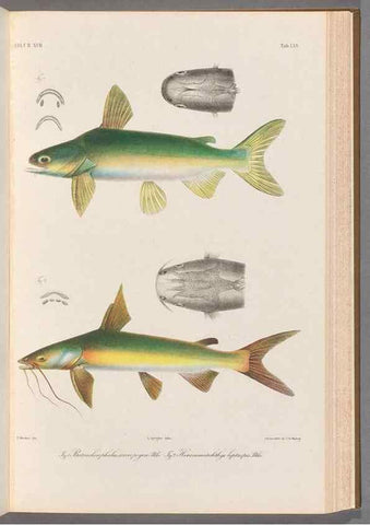 Reproducción/Reproduction 48908674016: Atlas ichthyologique des Indes orientales néêrlandaises :. Amsterdam :Frédéric Muller, editeur,1862-1878. 