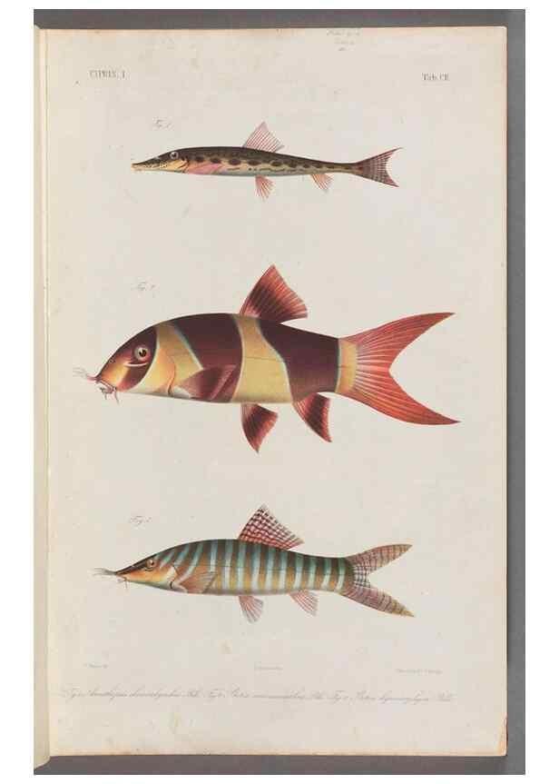 Reproducción/Reproduction 48908268248: Atlas ichthyologique des Indes orientales néêrlandaises :. Amsterdam :Frédéric Muller, editeur,1862-1878. 