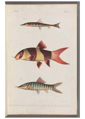 Reproducción/Reproduction 48908268248: Atlas ichthyologique des Indes orientales néêrlandaises :. Amsterdam :Frédéric Muller, editeur,1862-1878. 
