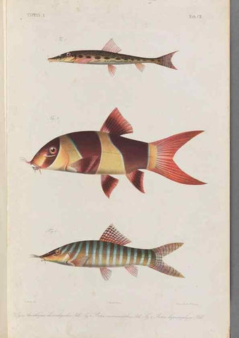 Reproducción/Reproduction 48908268248: Atlas ichthyologique des Indes orientales néêrlandaises :. Amsterdam :Frédéric Muller, editeur,1862-1878. 