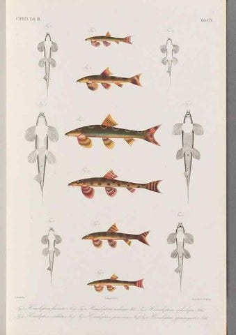 Reproducción/Reproduction 48908799656: Atlas ichthyologique des Indes orientales néêrlandaises :. Amsterdam :Frédéric Muller, editeur,1862-1878. 