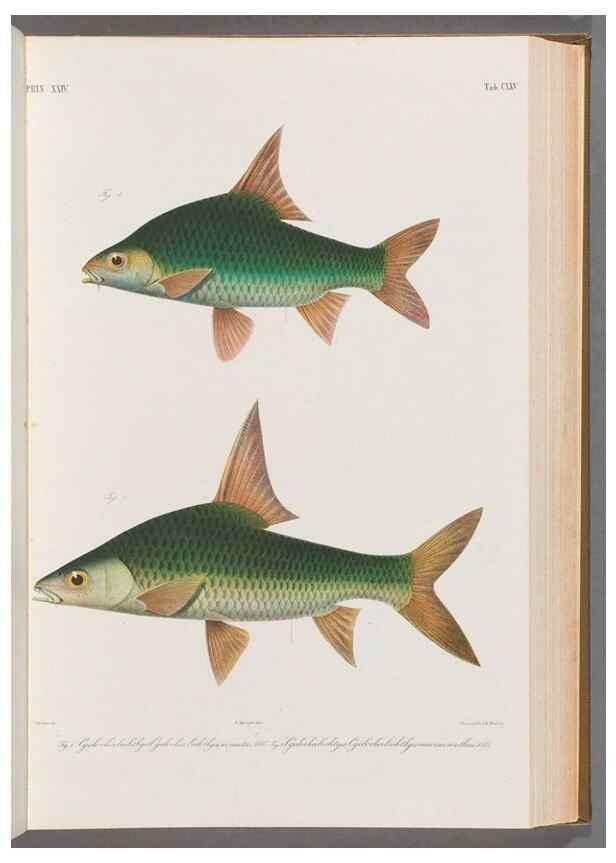 Reproducción/Reproduction 48908805986: Atlas ichthyologique des Indes orientales néêrlandaises :. Amsterdam :Frédéric Muller, editeur,1862-1878. 