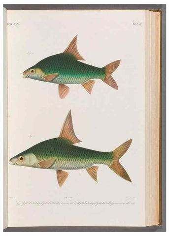Reproducción/Reproduction 48908805986: Atlas ichthyologique des Indes orientales néêrlandaises :. Amsterdam :Frédéric Muller, editeur,1862-1878. 