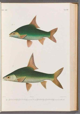 Reproducción/Reproduction 48908805986: Atlas ichthyologique des Indes orientales néêrlandaises :. Amsterdam :Frédéric Muller, editeur,1862-1878. 