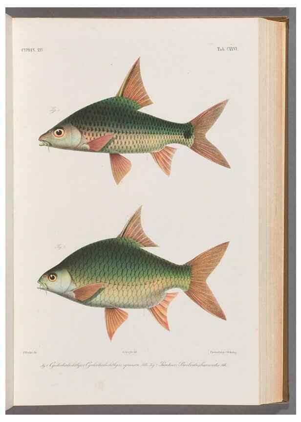 Reproducción/Reproduction 48908275543: Atlas ichthyologique des Indes orientales néêrlandaises :. Amsterdam :Frédéric Muller, editeur,1862-1878. 