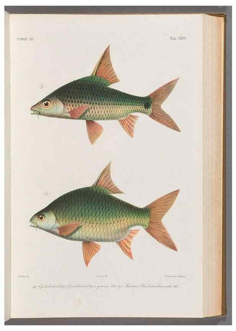 Reproducción/Reproduction 48908275543: Atlas ichthyologique des Indes orientales néêrlandaises :. Amsterdam :Frédéric Muller, editeur,1862-1878. 