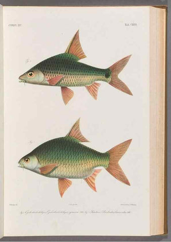 Reproducción/Reproduction 48908275543: Atlas ichthyologique des Indes orientales néêrlandaises :. Amsterdam :Frédéric Muller, editeur,1862-1878. 