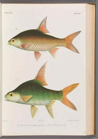 Reproducción/Reproduction 48908276013: Atlas ichthyologique des Indes orientales néêrlandaises :. Amsterdam :Frédéric Muller, editeur,1862-1878. 