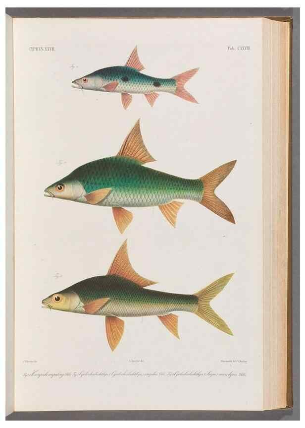 Reproducción/Reproduction 48909013012: Atlas ichthyologique des Indes orientales néêrlandaises :. Amsterdam :Frédéric Muller, editeur,1862-1878. 