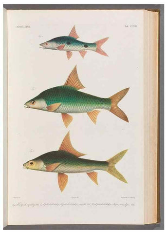 Reproducción/Reproduction 48909013012: Atlas ichthyologique des Indes orientales néêrlandaises :. Amsterdam :Frédéric Muller, editeur,1862-1878. 