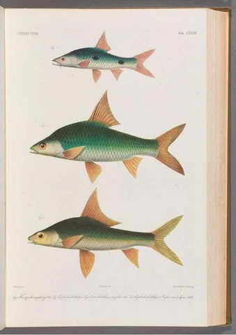 Reproducción/Reproduction 48909013012: Atlas ichthyologique des Indes orientales néêrlandaises :. Amsterdam :Frédéric Muller, editeur,1862-1878. 