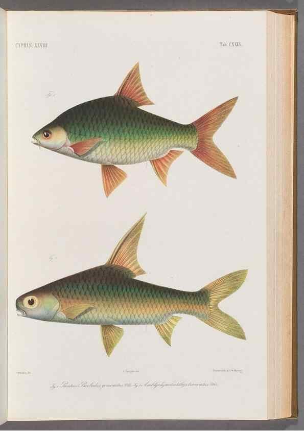 Reproducción/Reproduction 48908807501: Atlas ichthyologique des Indes orientales néêrlandaises :. Amsterdam :Frédéric Muller, editeur,1862-1878. 