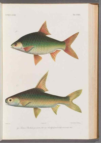 Reproducción/Reproduction 48908807501: Atlas ichthyologique des Indes orientales néêrlandaises :. Amsterdam :Frédéric Muller, editeur,1862-1878. 