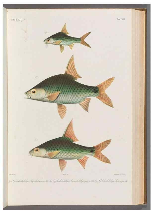 Reproducción/Reproduction 48909013597: Atlas ichthyologique des Indes orientales néêrlandaises :. Amsterdam :Frédéric Muller, editeur,1862-1878. 