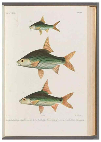 Reproducción/Reproduction 48909013597: Atlas ichthyologique des Indes orientales néêrlandaises :. Amsterdam :Frédéric Muller, editeur,1862-1878. 