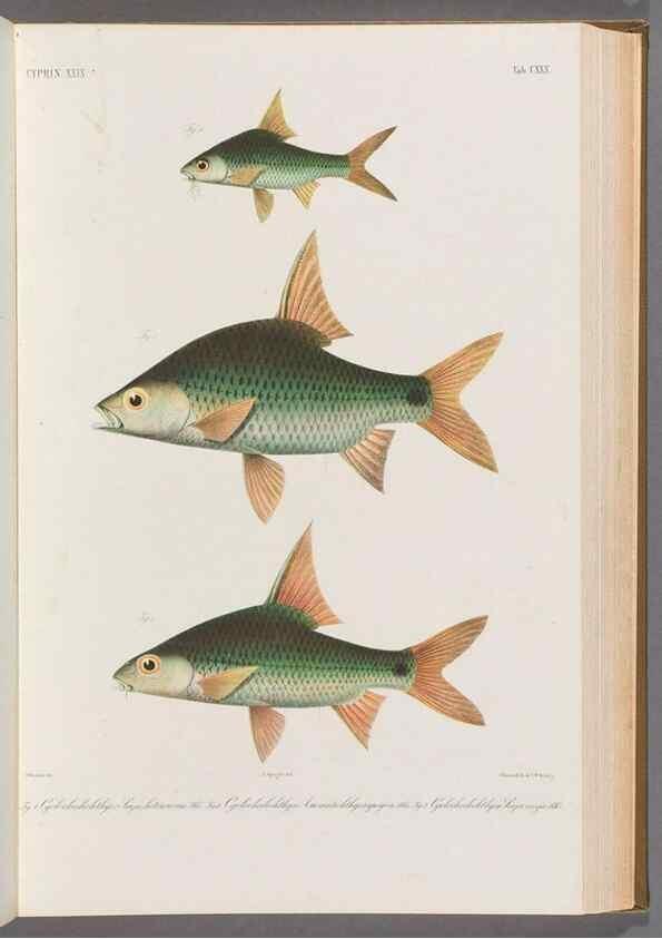 Reproducción/Reproduction 48909013597: Atlas ichthyologique des Indes orientales néêrlandaises :. Amsterdam :Frédéric Muller, editeur,1862-1878. 