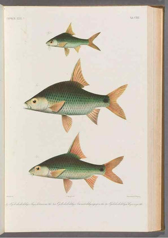 Reproducción/Reproduction 48909013597: Atlas ichthyologique des Indes orientales néêrlandaises :. Amsterdam :Frédéric Muller, editeur,1862-1878. 