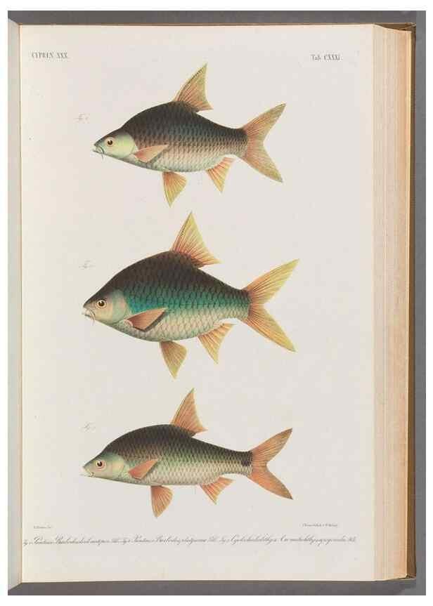 Reproducción/Reproduction 48908277373: Atlas ichthyologique des Indes orientales néêrlandaises :. Amsterdam :Frédéric Muller, editeur,1862-1878. 