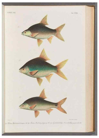 Reproducción/Reproduction 48908277373: Atlas ichthyologique des Indes orientales néêrlandaises :. Amsterdam :Frédéric Muller, editeur,1862-1878. 