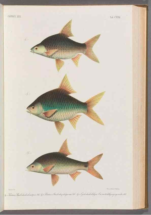 Reproducción/Reproduction 48908277373: Atlas ichthyologique des Indes orientales néêrlandaises :. Amsterdam :Frédéric Muller, editeur,1862-1878. 